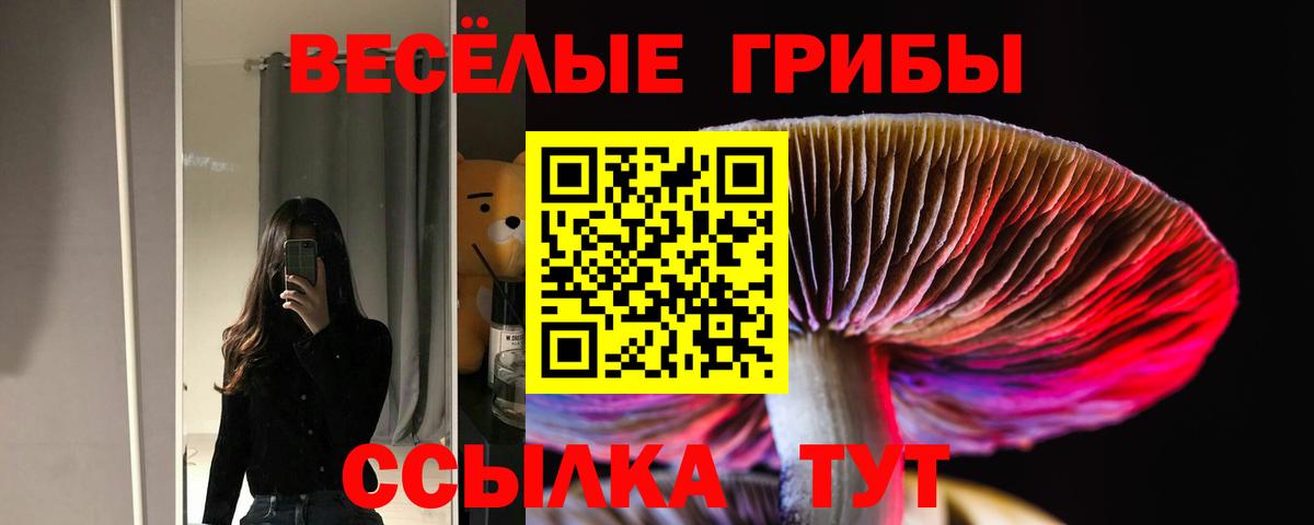 Артём  Псилоцибиновые грибы Psilocybe  Вход с VPN 
